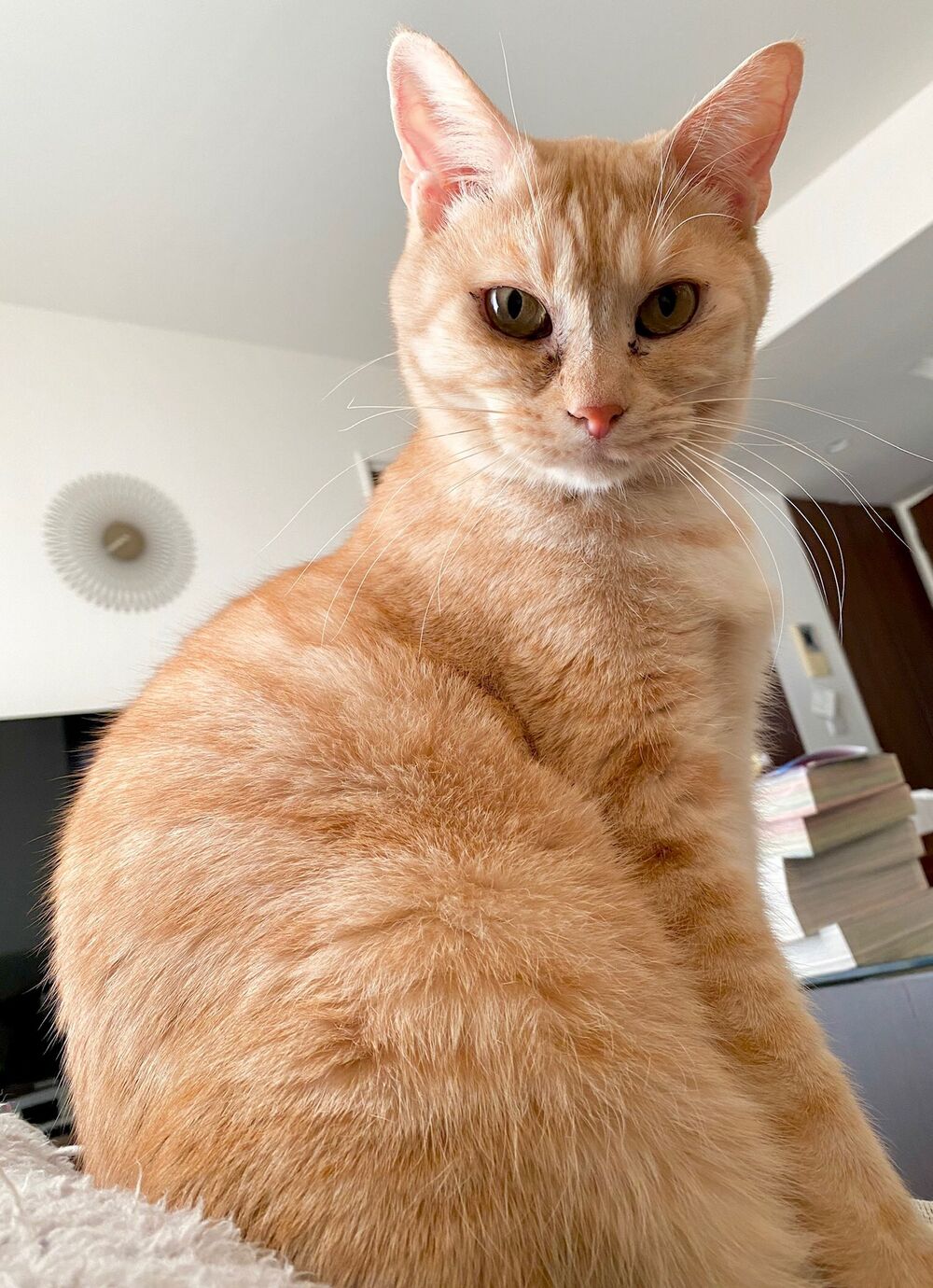 Boku No Kokoro Yabai Yatsu chapter 40.4 4