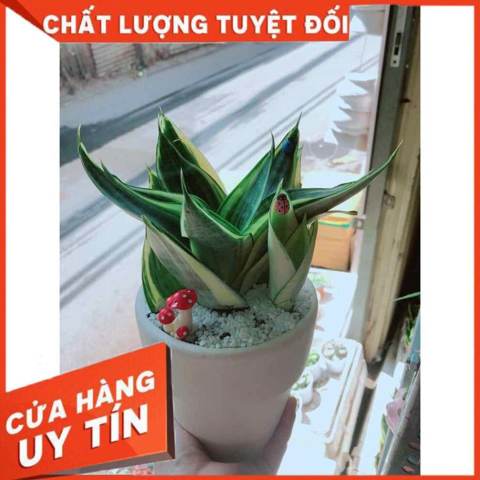 Chậu lưỡi hổ thái Nhiều Người Mua