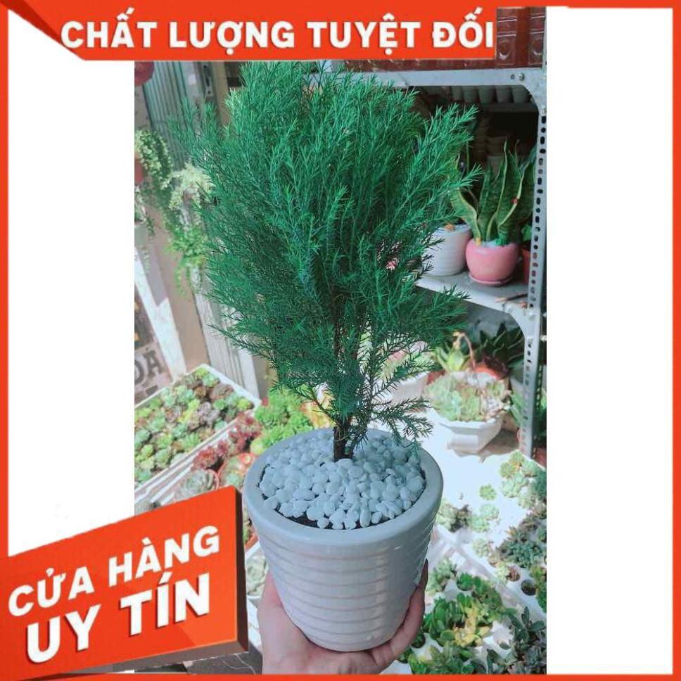 Chậu tùng bồng lai Nhiều Người Mua