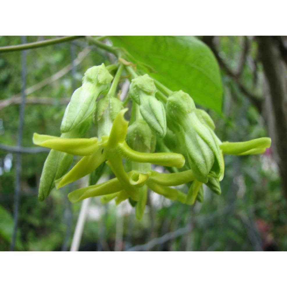 Chậu cây giống hoa thiên lý
