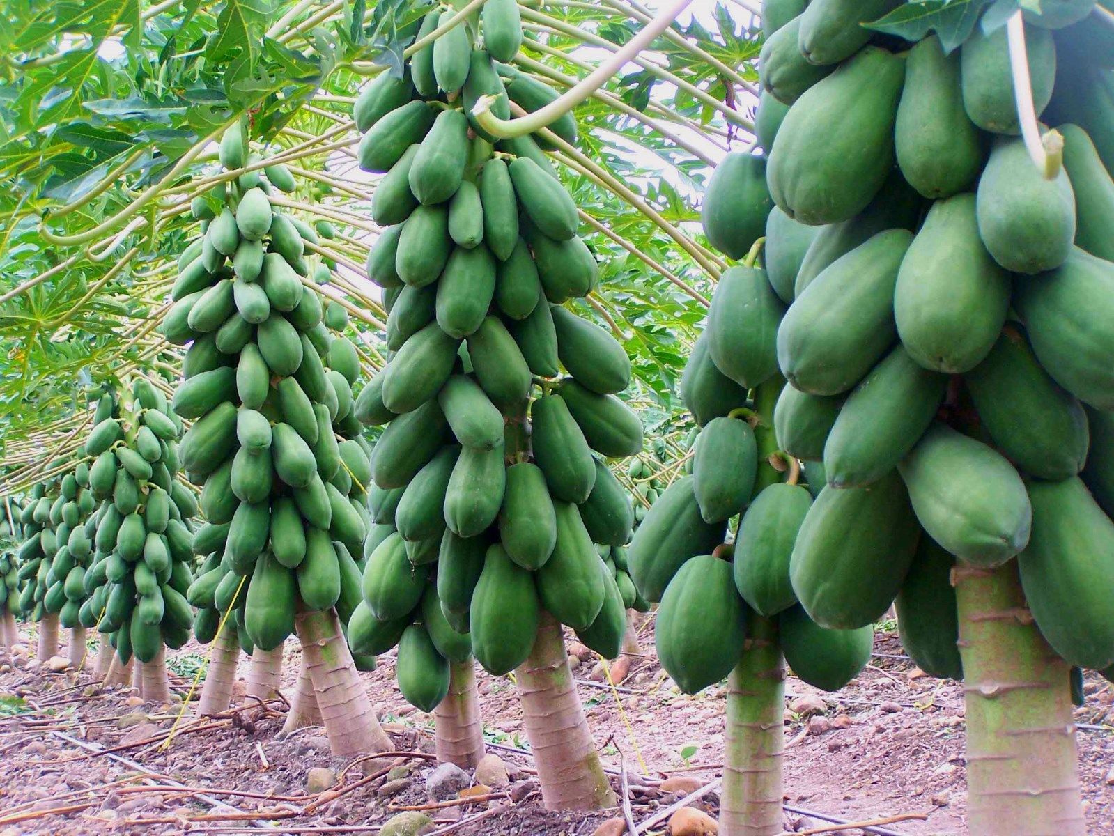 HẠT GIỐNG ĐU ĐỦ RUỘT VÀNG
