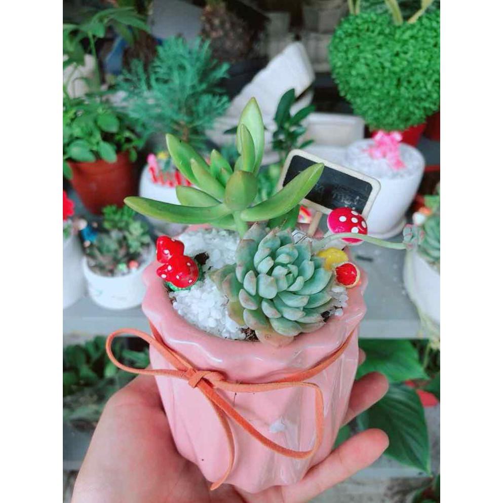 Chậu sen đá tiểu cảnh Bán Chạy