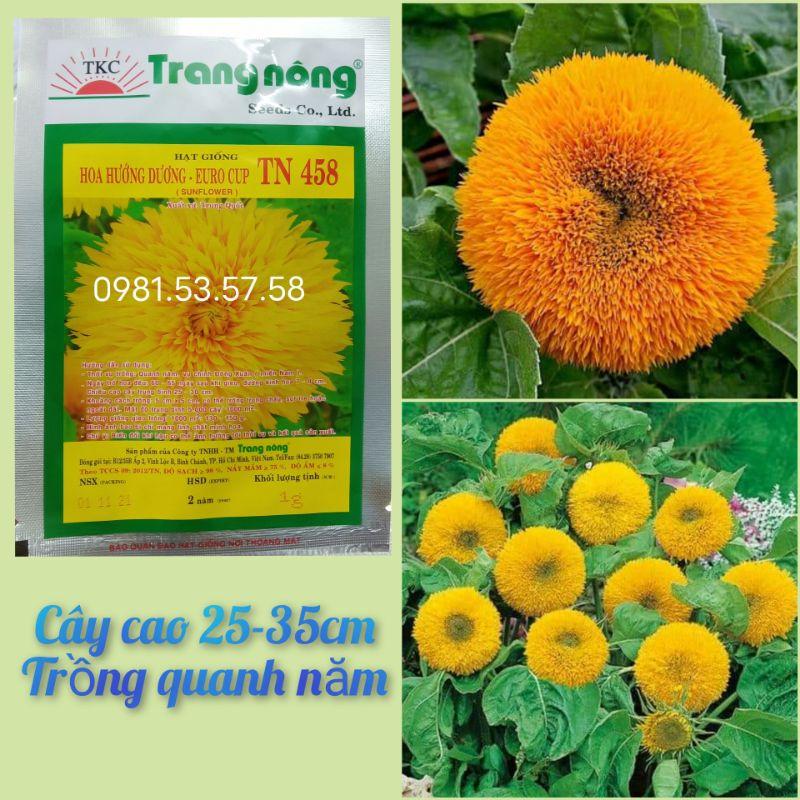 Hơn 40 hạt giống hướng dương xù Trang Nông