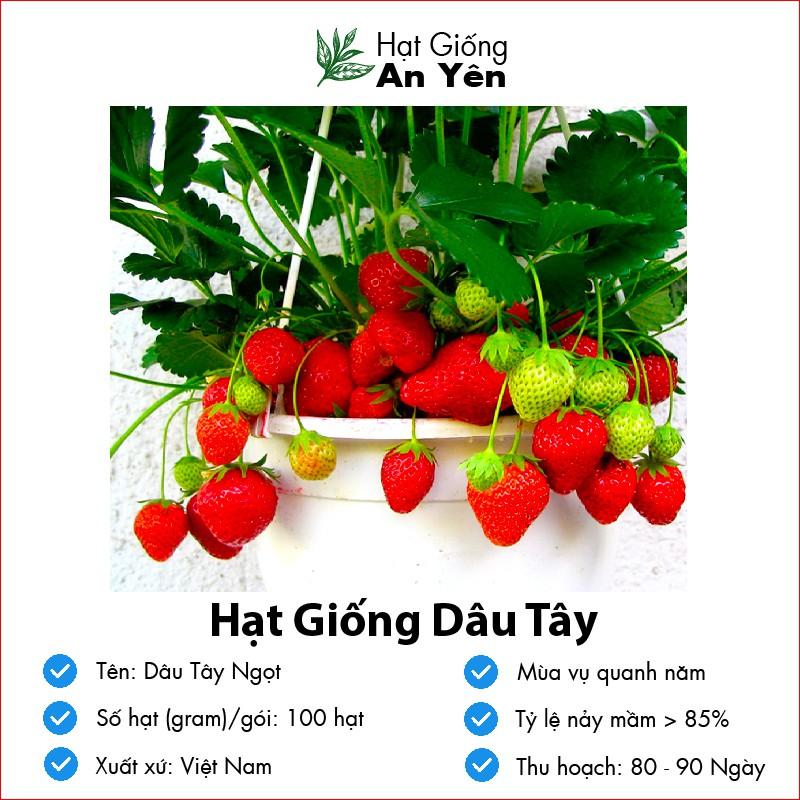 Hạt giống Dâu Tây Ngọt thu hoạch sớm, dễ trồng, nảy mầm cao, sinh trưởng khoẻ