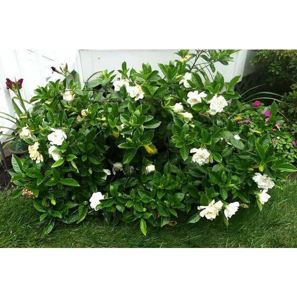 Cây hoa bạch thiên hương cao 50 - 60 cm đang nụ hoa
