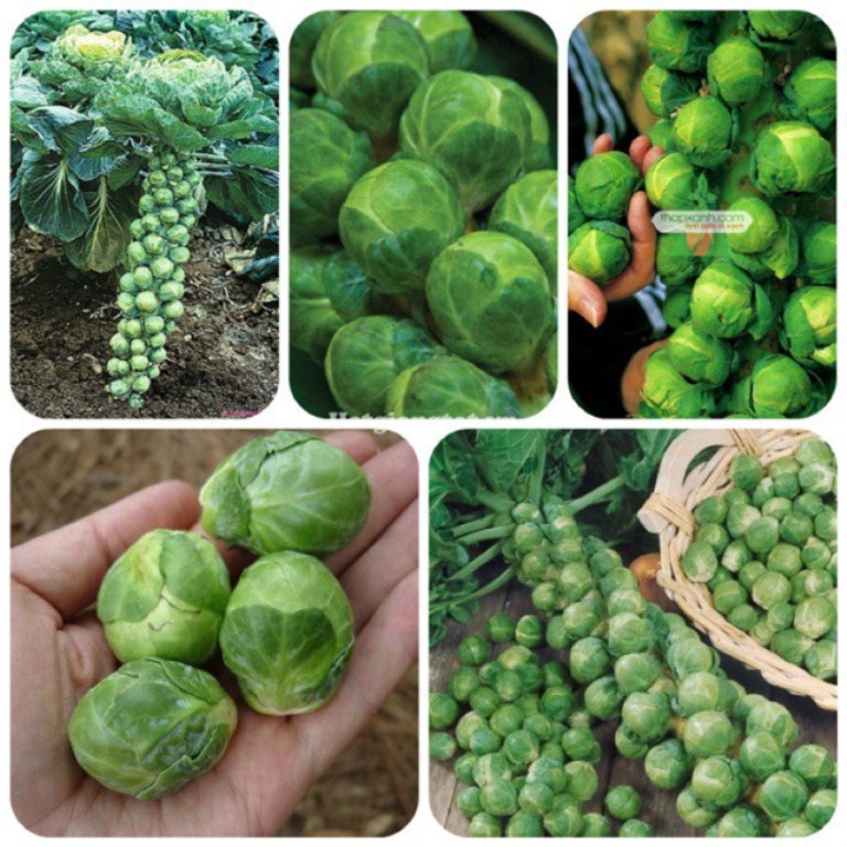 Hạt giống bắp cải tí hon