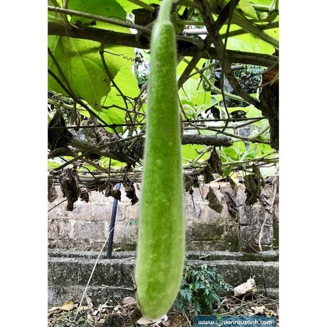 Hạt giống bầu sao  trái dài F1