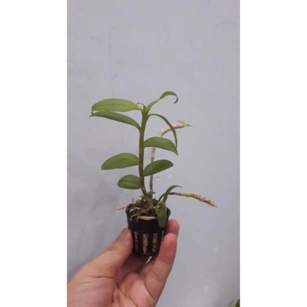 Hoa phong lan phi điệp trắng