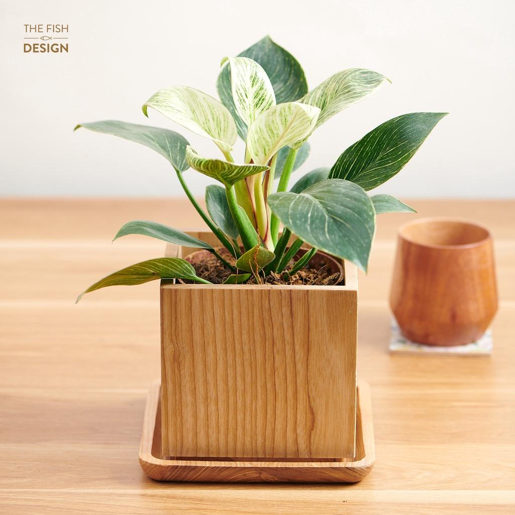 Chậu cây đế vương cẩm thạch | THE FISH SIZE L