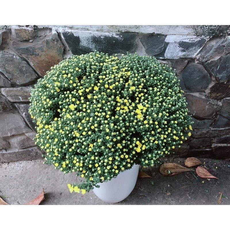 Chậu Hoa Cúc Mâm Xôi