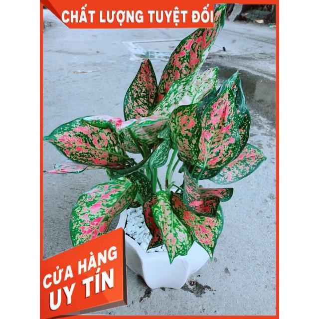 Chậu Vạn Lộc