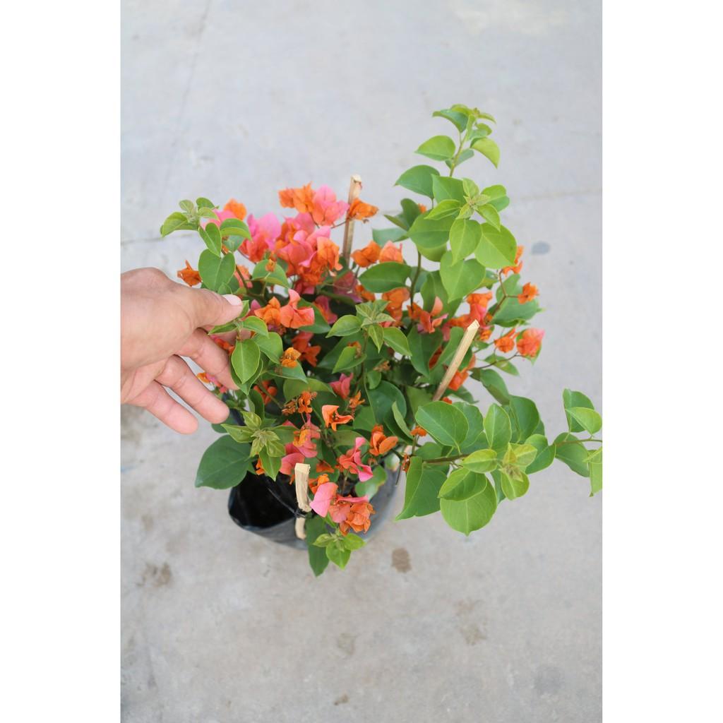 Cây hoa giấy màu cam