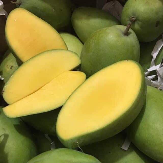 Cây giống xoài keo vàng