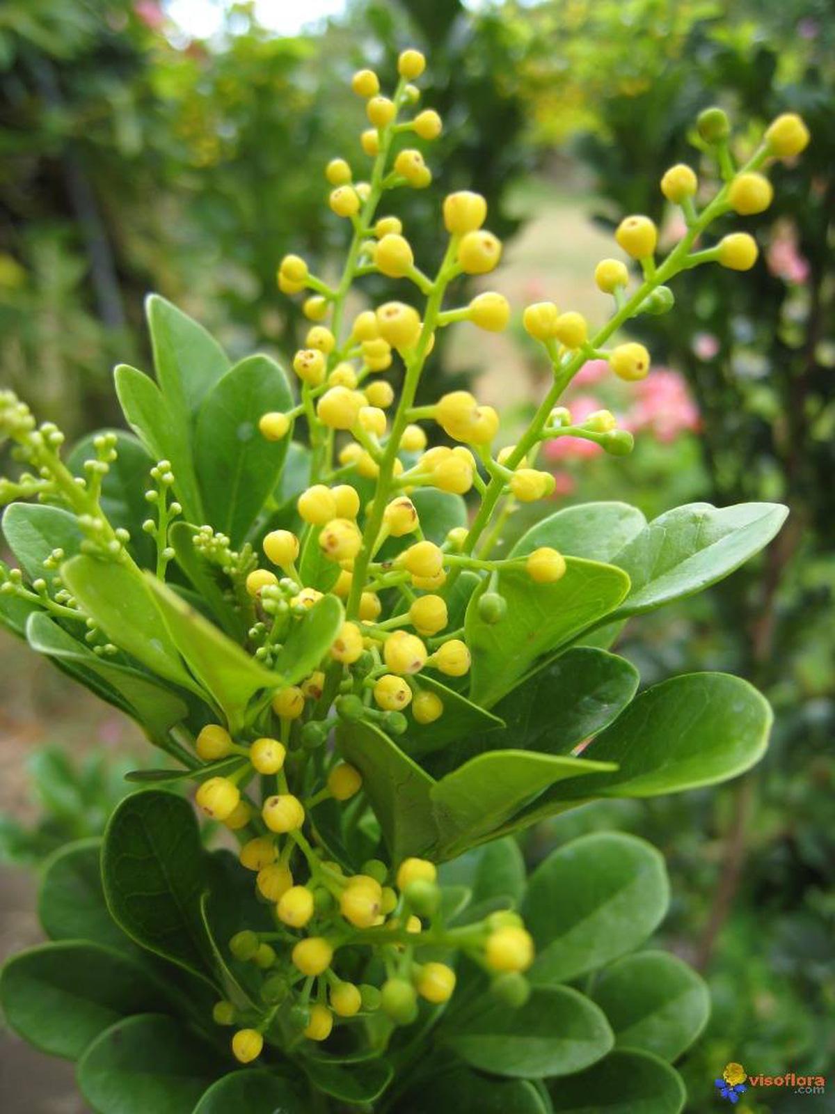 CÂY NGÂU HOA VÀNG TẠO HÌNH THÁP