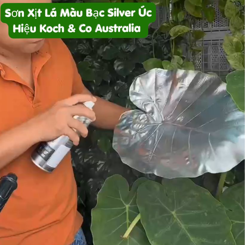 Sơn Xịt Lá Màu Bạc Silver của Úc là Sơn Xịt Hoa &amp; Lá Cây Chuyên Dụng Hiệu Koch &amp; Co, Australia, mùi thơm dịu nhẹ