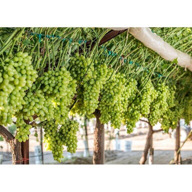 Cây nho giống Không hạt AutumnCrisp - Giống nho mới 2021 của Úc - Màu xanh