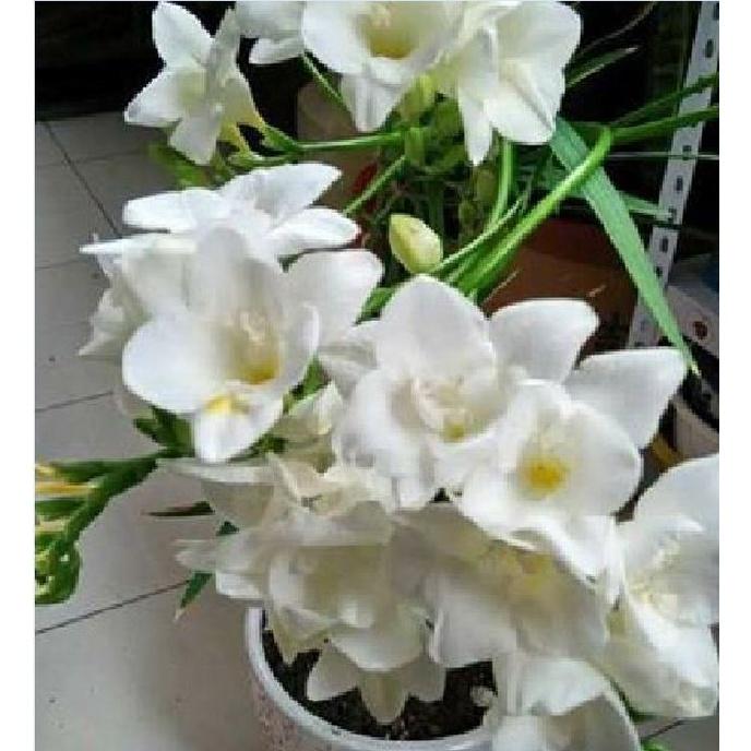 Combo 3 Củ giống hoa lan nam phi hoa màu trắng - 3 củ-thời gian có hoa 3 tháng-HGNN