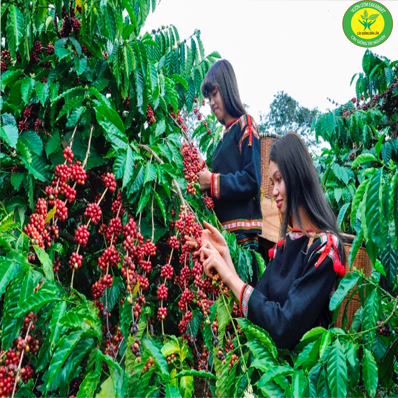 Cây cà phê arabica giống