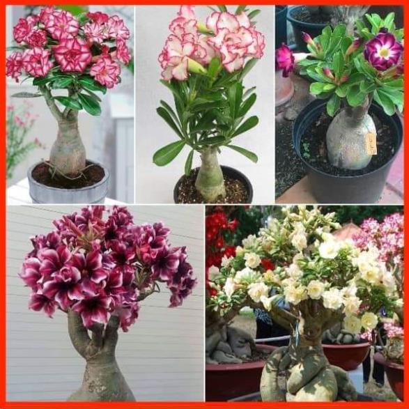 2 cây Giống sứ thái