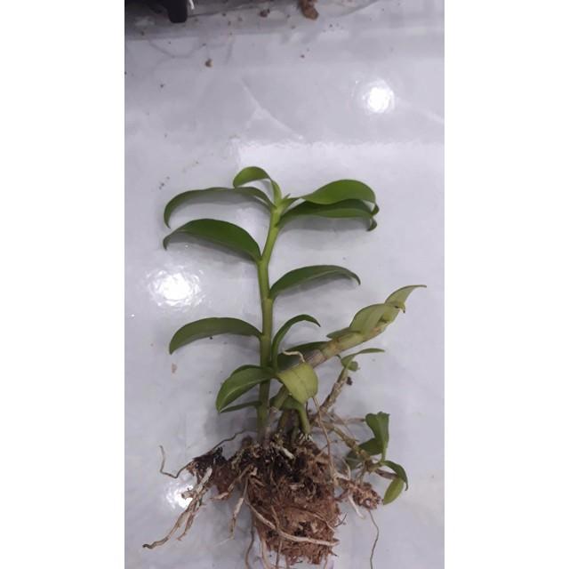 Hoa phong lan phi điệp trắng+ 700g phân thỏ hữu cơ