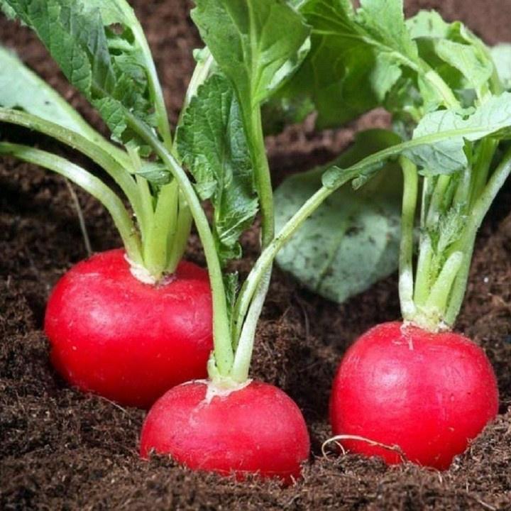 Hạt giống củ cải đỏ khổng lồ-gói 10 hạt/tặng kèm gói phân bón lót