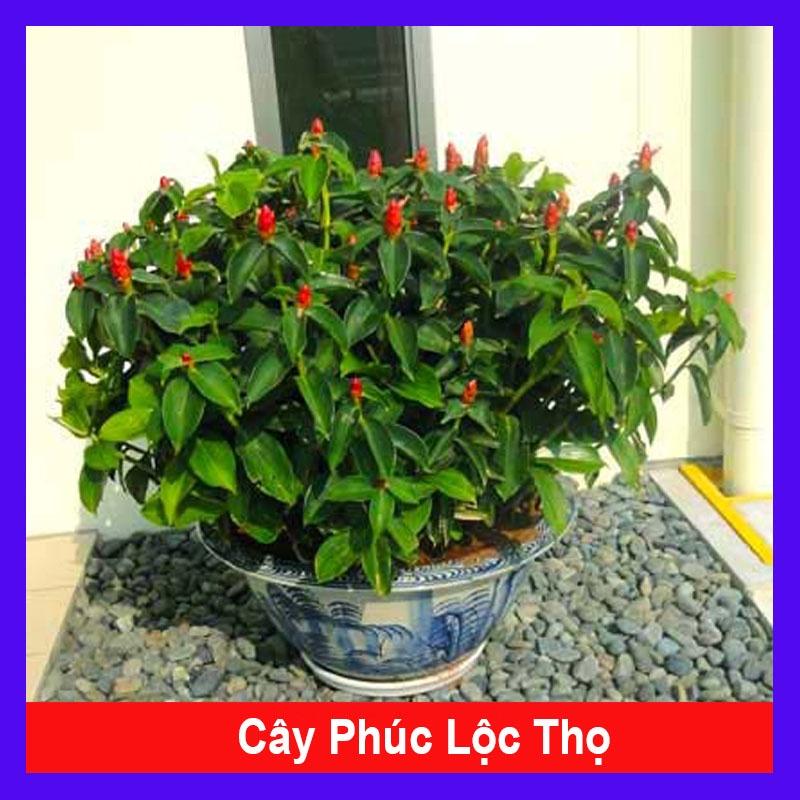 Cây Phúc Lộc Thọ - cây phong thủy mang đến tài lộc