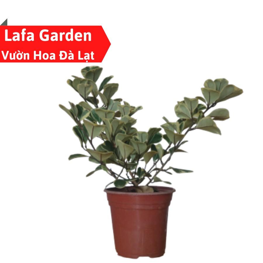 Cây bàng cẩm thạch lá tim, dòng cây cảnh kiểng lá có màu đẹp