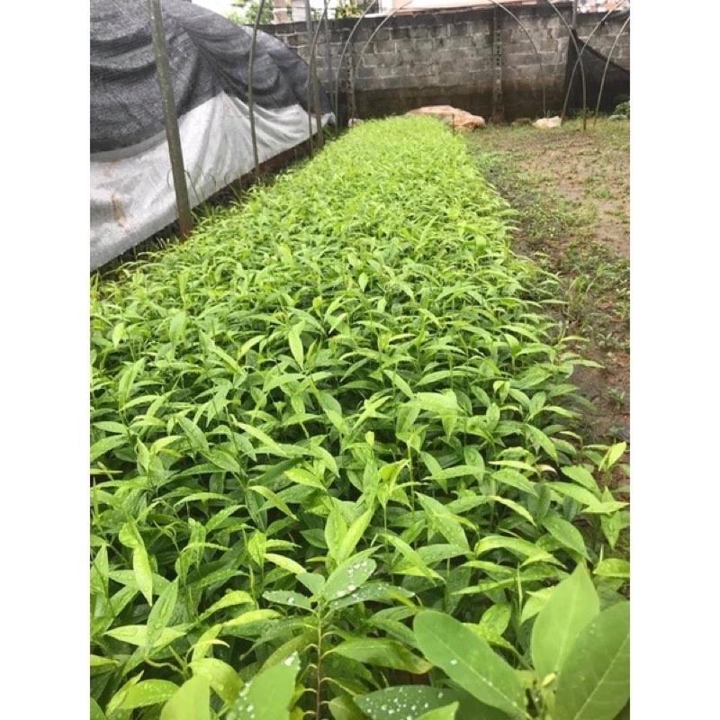 COMBO 5 CÂY GIỐNG TRẦM HƯƠNG CÂY GIỐNG GIÓ BẦU