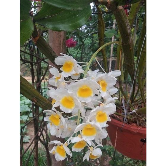 Lan RỪNG KIỀU VUÔNG thuần chậu trên 2 năm - hoa cực đẹp, cực hiếm