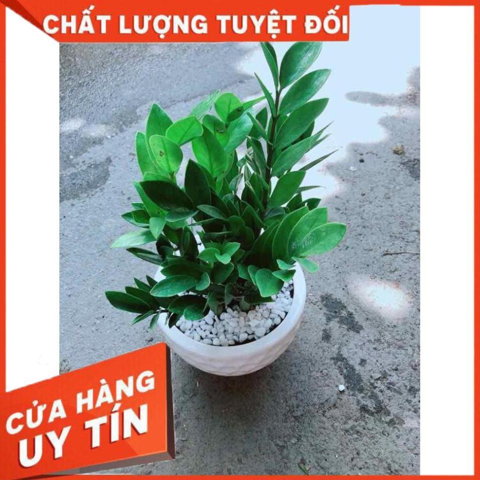 Chậu Kim Tiền Nhiều Người Mua