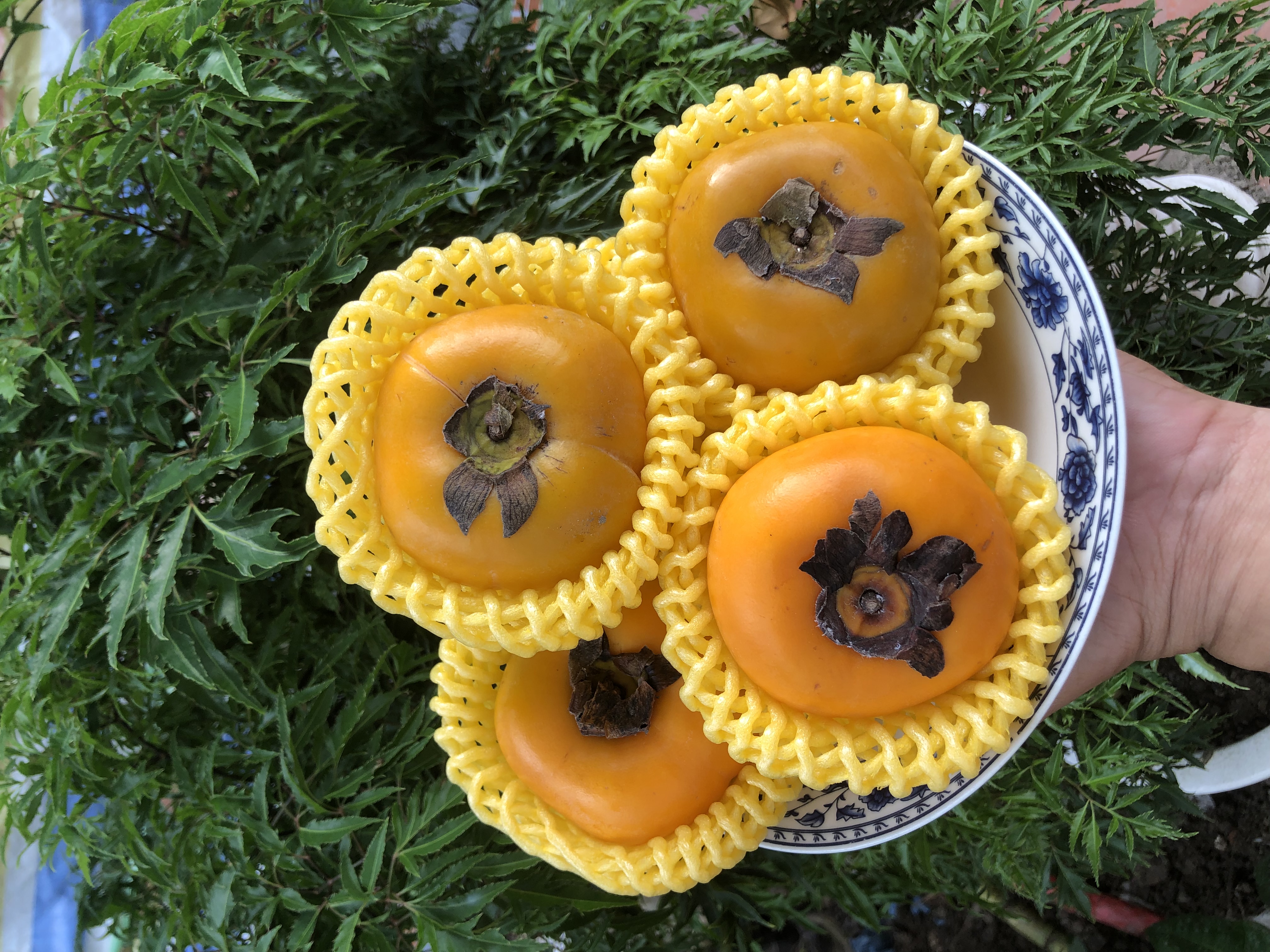 1kg xôp na 20 cm vàng dùng bao bưởi bao đu đủ