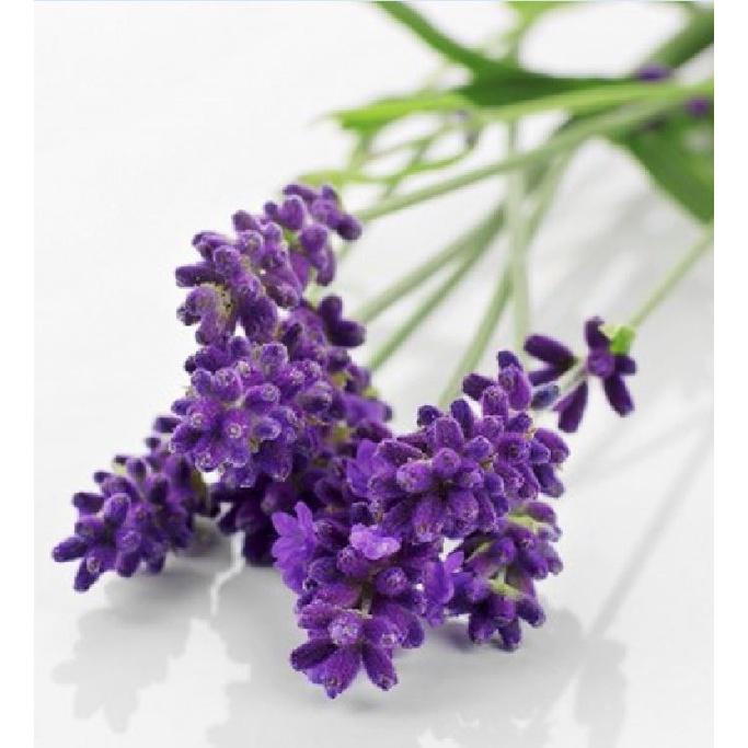 Hạt giống hoa oải hương gói 100 hạt