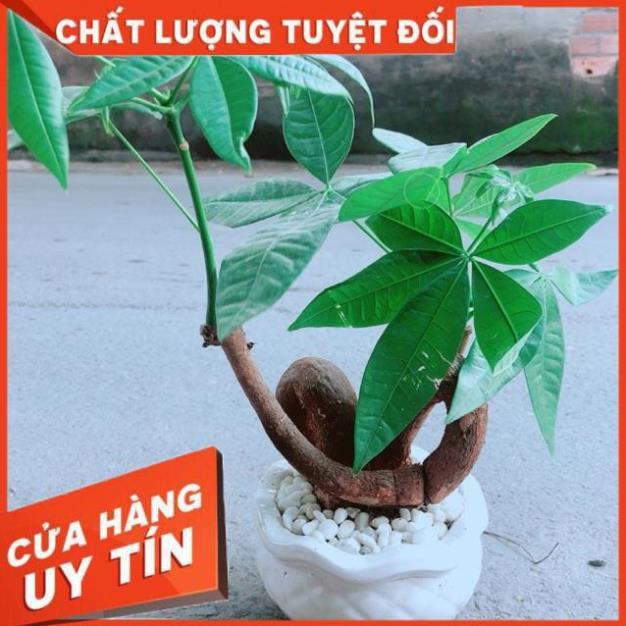 Chậu Kim Ngân Nơ