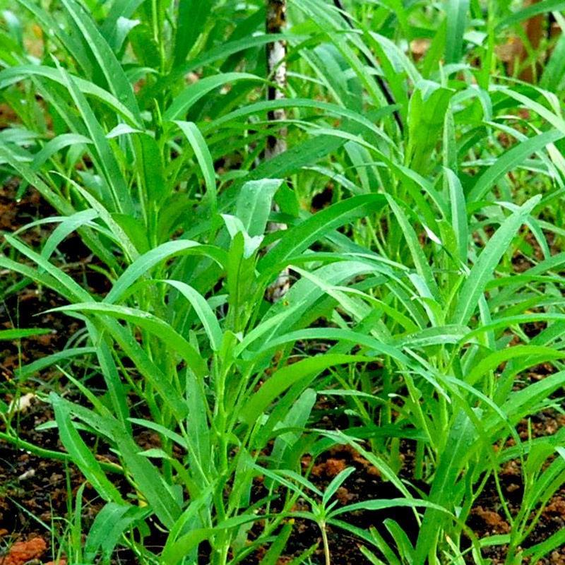 50g Hạt Giống Rau Muống Lá Tre Trí Nông Nhanh Thu Hoạch