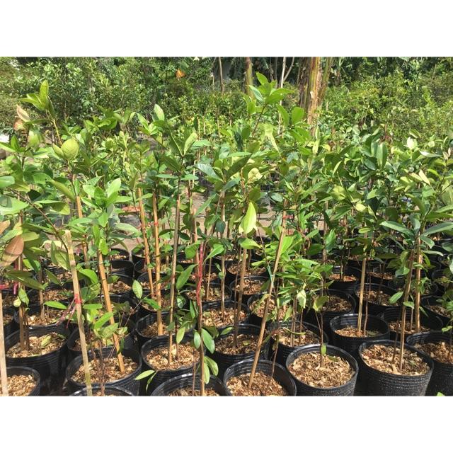 Cây cherry chịu nhiệt, giống cây cherry ăn quả, quả ngon cam kết chất lượng