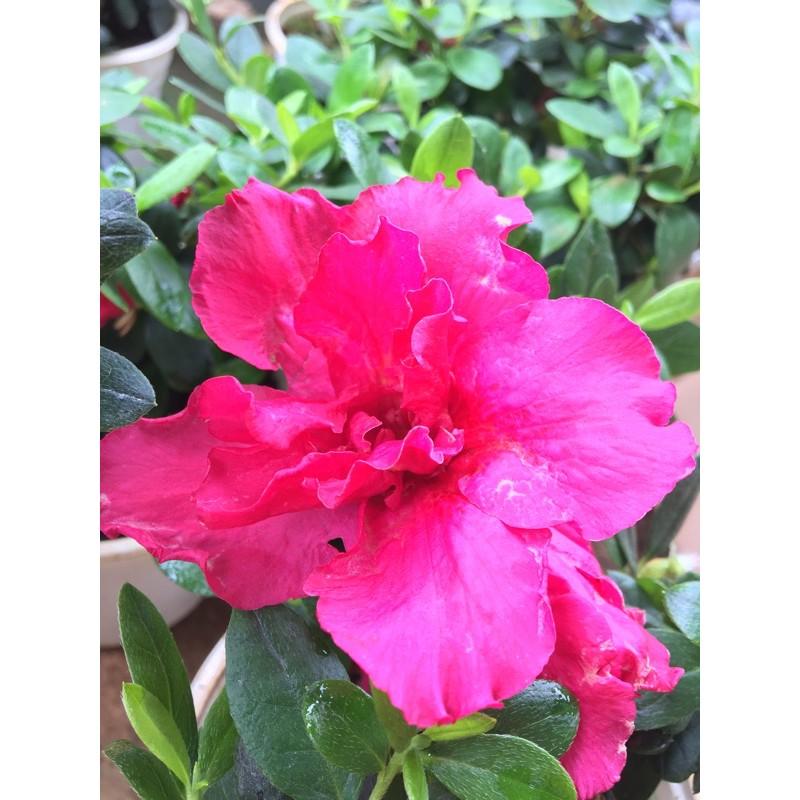 Hoa đỗ quyên nhật