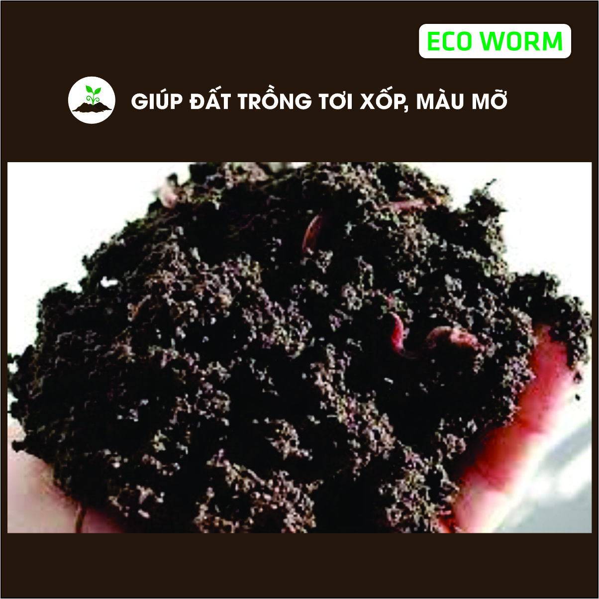 GIUN TRÙN QUẾ GIỐNG Eisenia Fetida : cao cấp, chuyên xử lý rác thải hữu cơ, mồi câu, thức ăn cho cá & gia súc...
