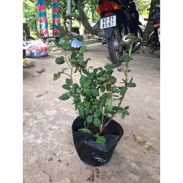 Hoa hồng ngoại Carey Rose - hoa to, hoa thơm