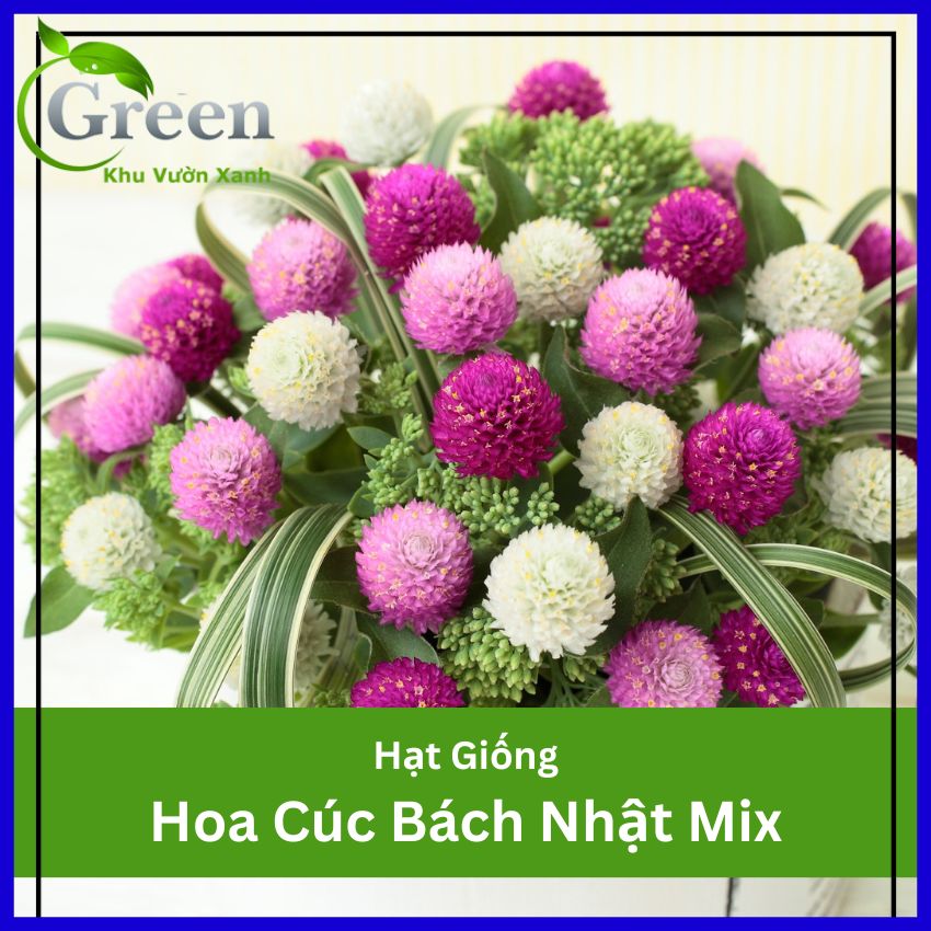 Hạt Giống Hoa Cúc Bách Nhật (Cúc Nút Áo) Nhiều Màu Mix