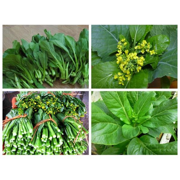 PN - Hạt Giống Cải Ngồng 20Gr - Trồng Rau Xanh Rau Sạch Bằng Đất Sạch, Mùn Dừa Và Phân Bón Hữu Cơ