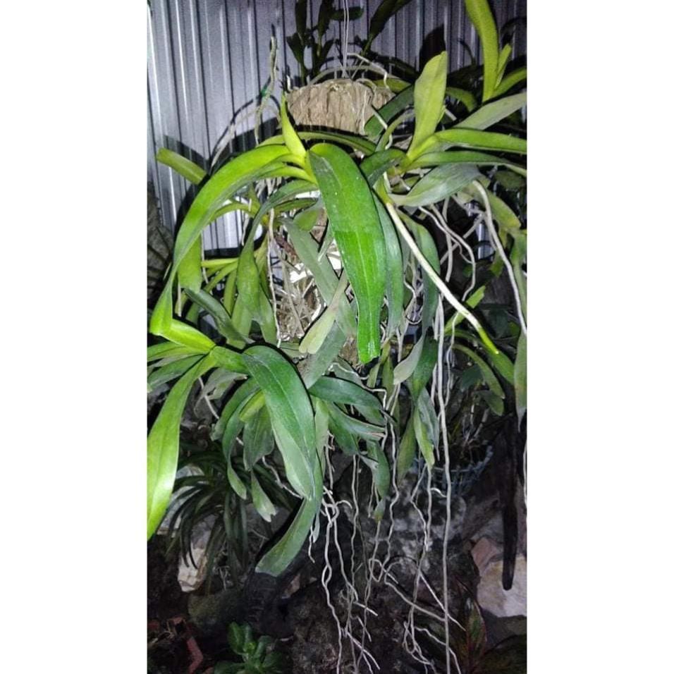 Hoa lan giáng hương tam bảo sắc