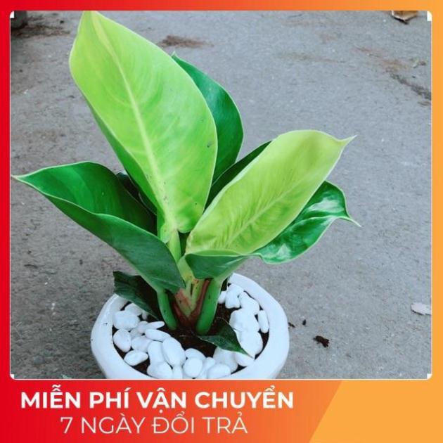 Chậu Cây Trầu Bà Đế Vương