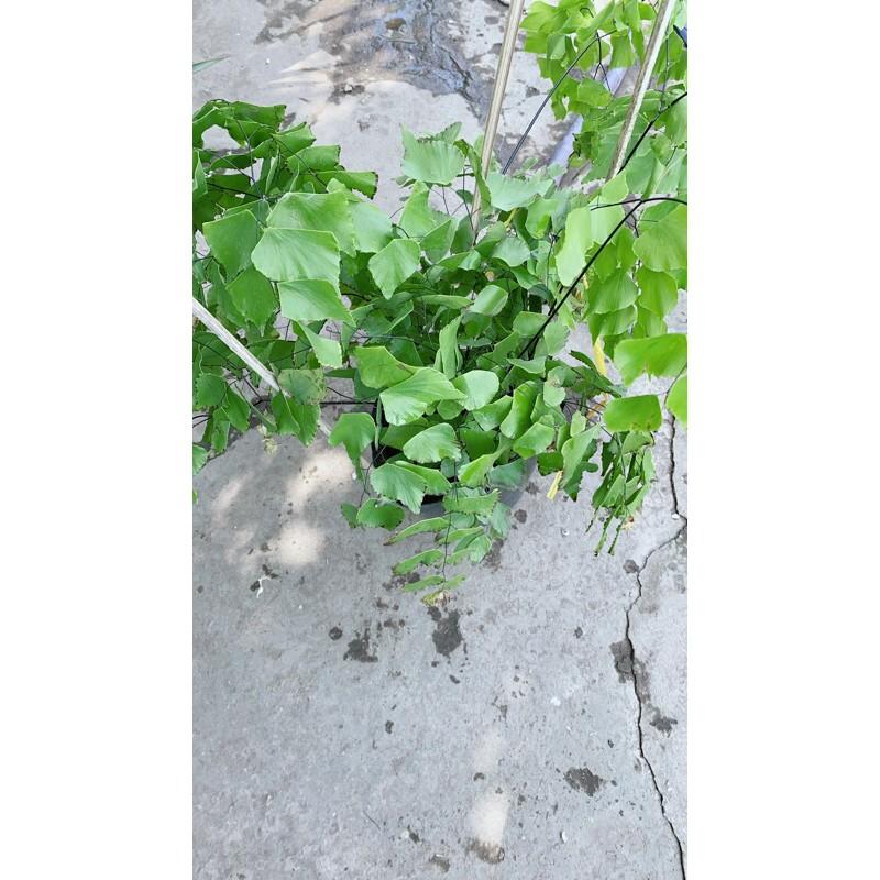 Cây Tóc Thần Vệ Nữ