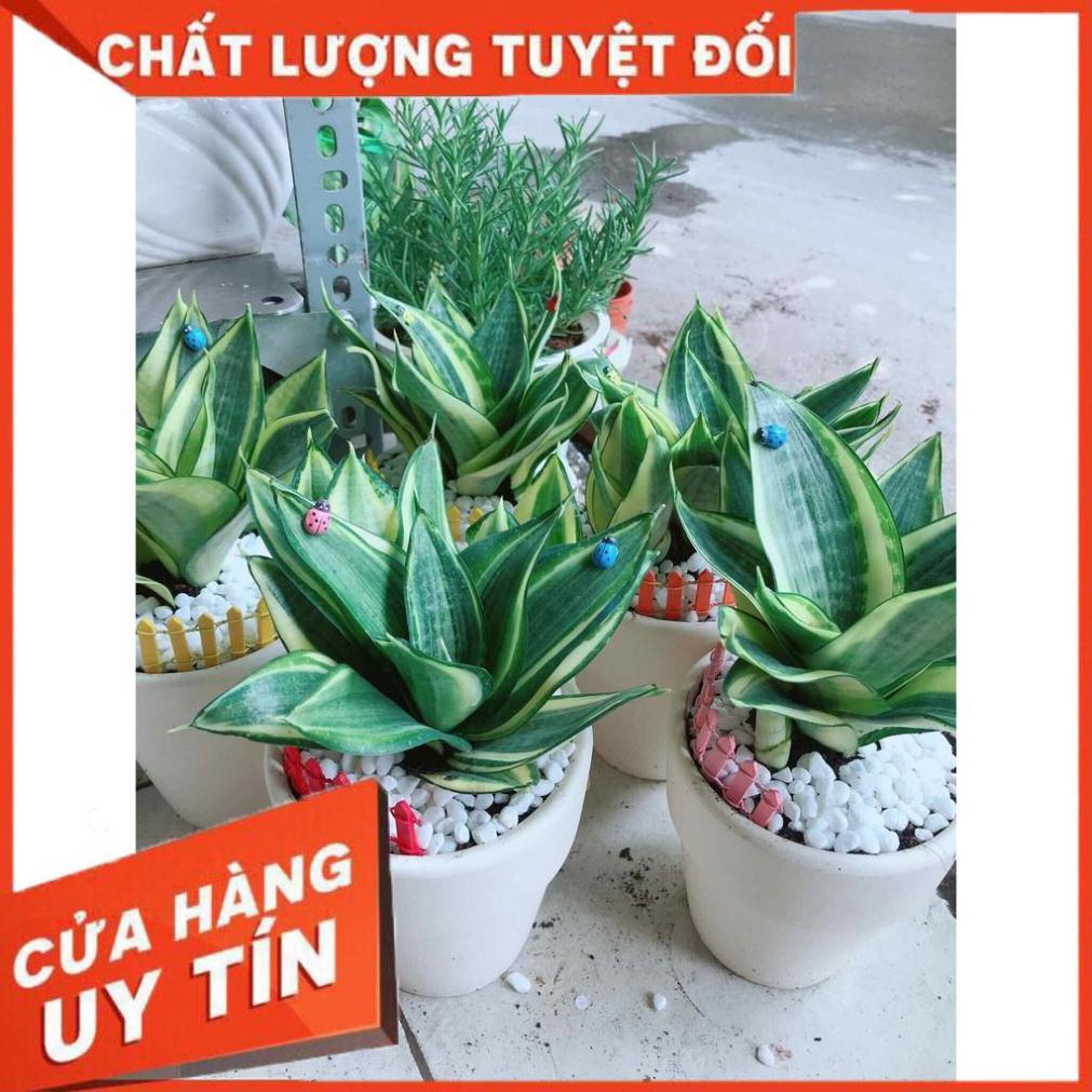Chậu lưỡi hổ thái Nhiều Người Mua