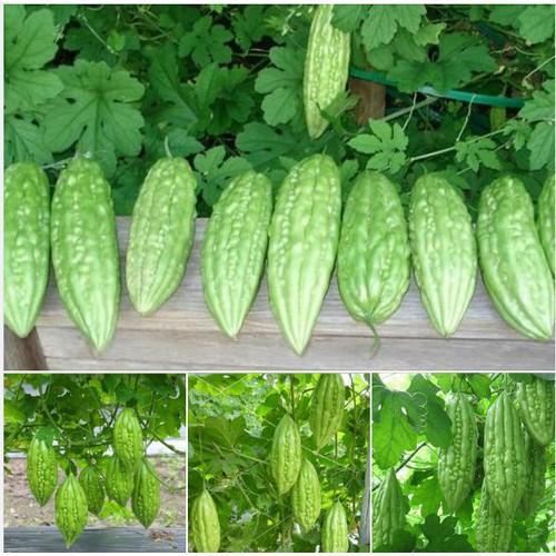 Hạt giống khổ qua mỡ ta 1 gói 10 hạt