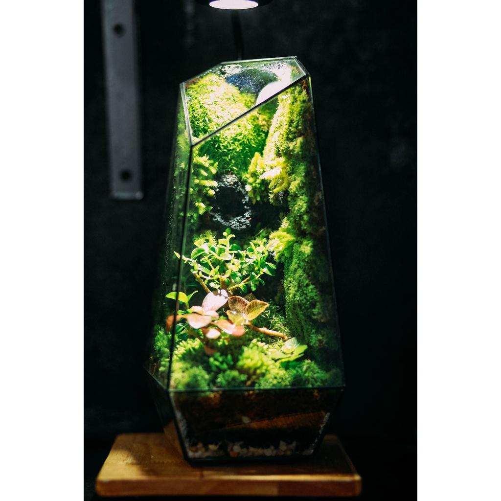 Bể Terrarium Đa Giác Setup Bán Cạn Để Bàn Làm Việc Mở Được Cánh Cửa