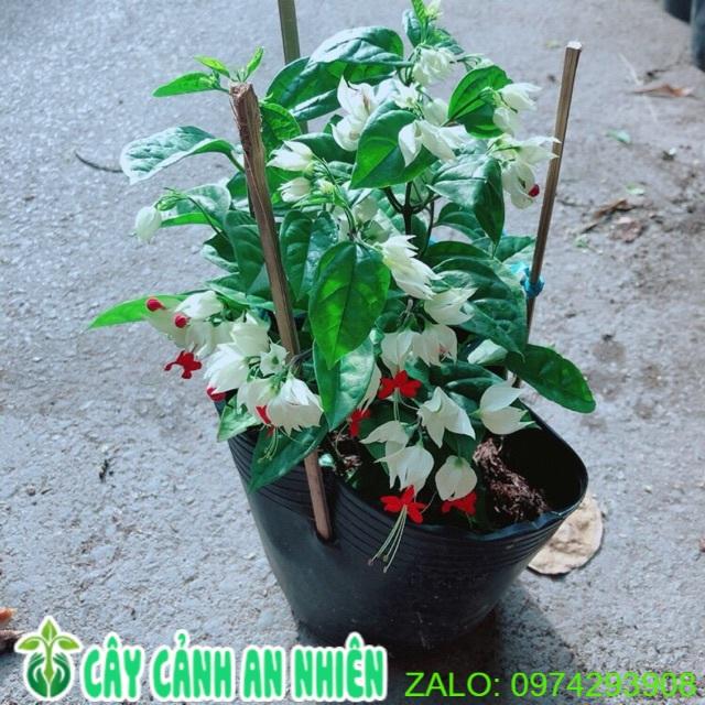 Cây Ngọc Nữ