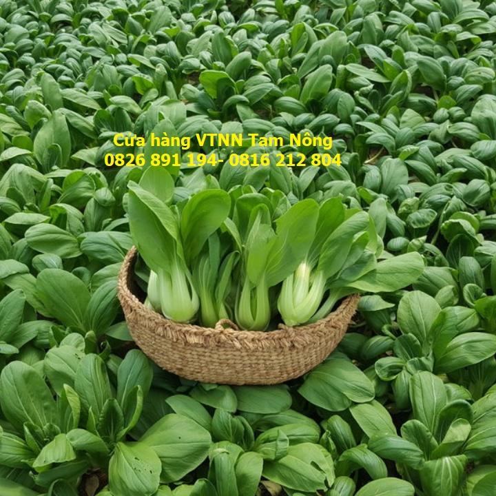 HẠT GIỐNG CẢI CHÍP, CẢI XANH LÙN _THANH GIANG_KL.20G