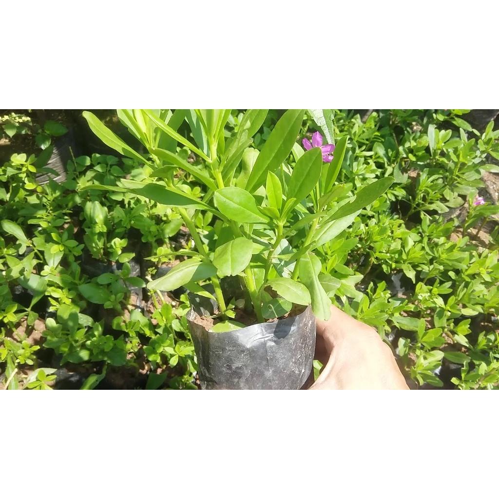 Hạt Giống Sâm Đất - Talinum Crassifolium Willd KNS3711 - Gói 20 hạt