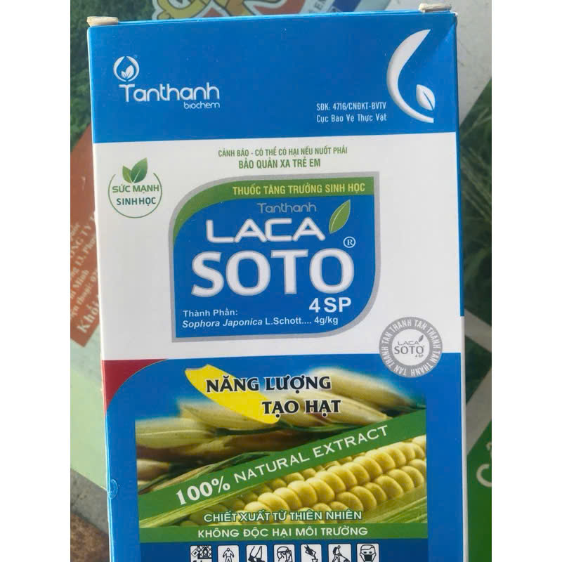 LACA SOTO 4SP của TÂN THÀNH Chắc cậy đầy bông, xanh lá đồng, tăng năng suất